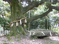 スダジイはブナ科の常緑高木で、幹周りが4mもあり、江戸以前から現存してた！