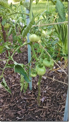 Garden 05 (13)