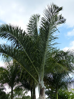 Dypsis pembana - Palmier de Pemba