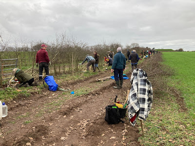 Down the hedge laying line. Photo: Dave Edwards