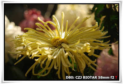 圓玄學院2009菊花展(Chrysanthemum Show 2009 at The Yuen Yuen Institute)@Carl Zeiss Jena BIOTAR 58mm f2
