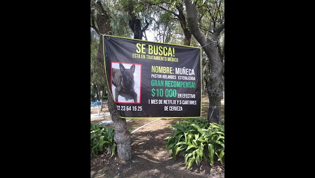 Ofrecen 10 mil pesos, cartones de cerveza y Netflix por encontrar a una perrita en Puebla