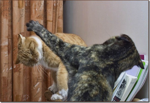 Daisy fighting with Lily