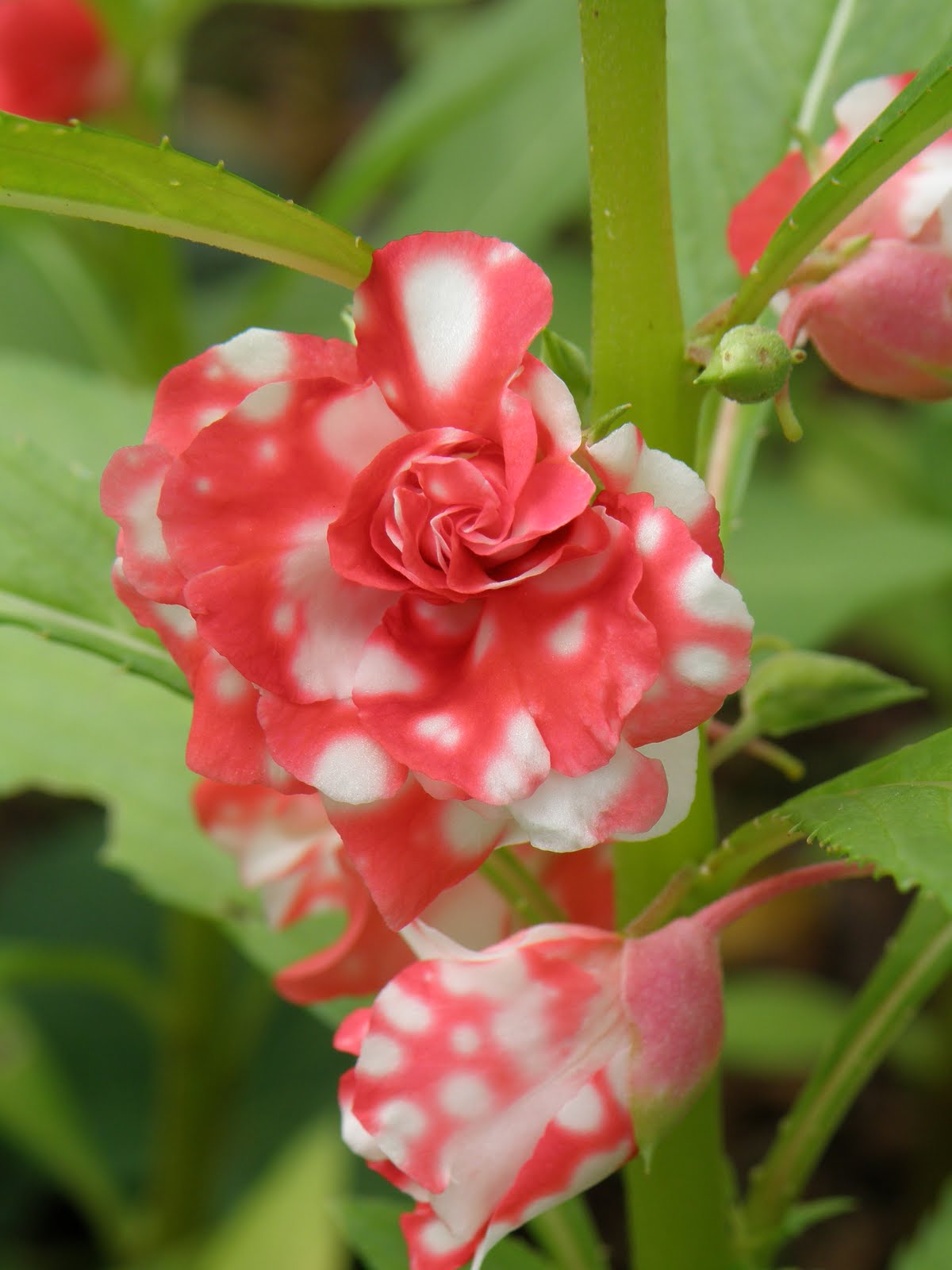 Flos 花 Blume Flower 華 Fleur Flor Cbetok Fiore ホウセンカ 鳳仙花