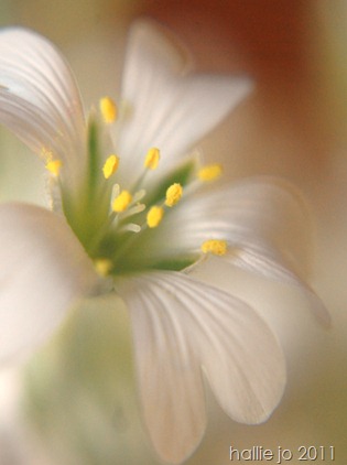 Macro4