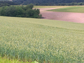 Focus on life: Green: Wheat Fields at Mertz Farms, Keystone Shooting Park, Dalmatia, Pennsylvania :: All Pretty Things