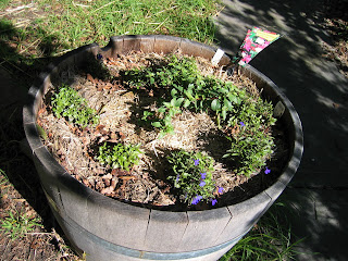 Lobelia and Fuchsia