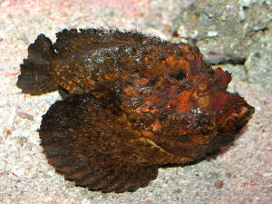 8 Hewan Laut Paling Mematikan di Dunia: Stonefish