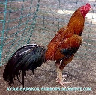 Ternak Ayam  Gambar  Ayam  Bangkok  Aduan