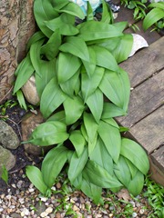 Wild garlic in a crack