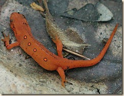 salamander