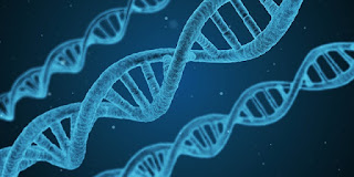 Double Helix DNA