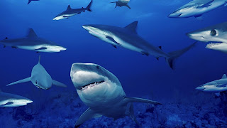 Shark Wallpaper
