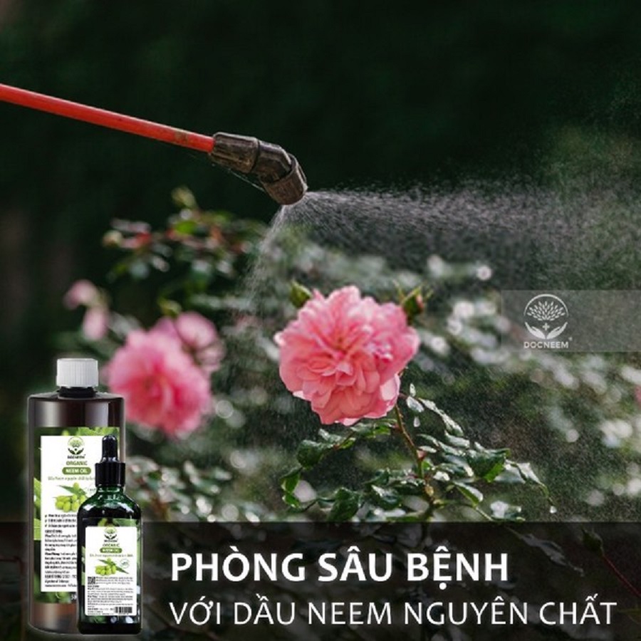 Dầu neem diệt trừ nhện đỏ