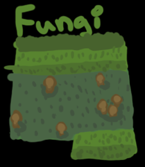 fungi