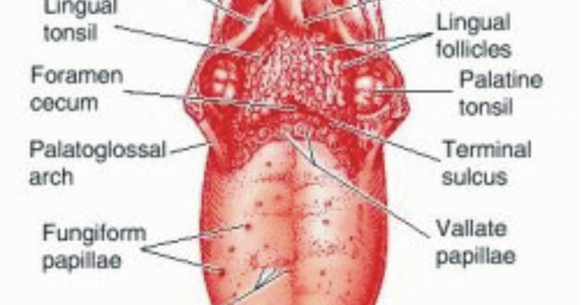 Struktur Anatomi Lidah  dan Fungsi Bagian Lidah Manusia  Floem