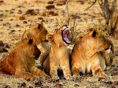 Lion Group Picture Practicing