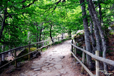 Camino de acceso a la Laguna Negra entre pinares, suelo de piedra y camino delimitado por barandas de troncos de árbol que se mimetizan con el entorno.