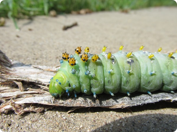 2018-07-21 Minnesota - Cecropia silkmoth Hyalophora cecropia Caterpillar (16)