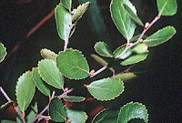 Ветка берёзы болотной (Betula pumila)