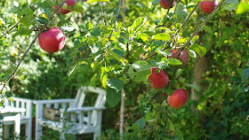 Æbletræer giver haven stemning og god frugt