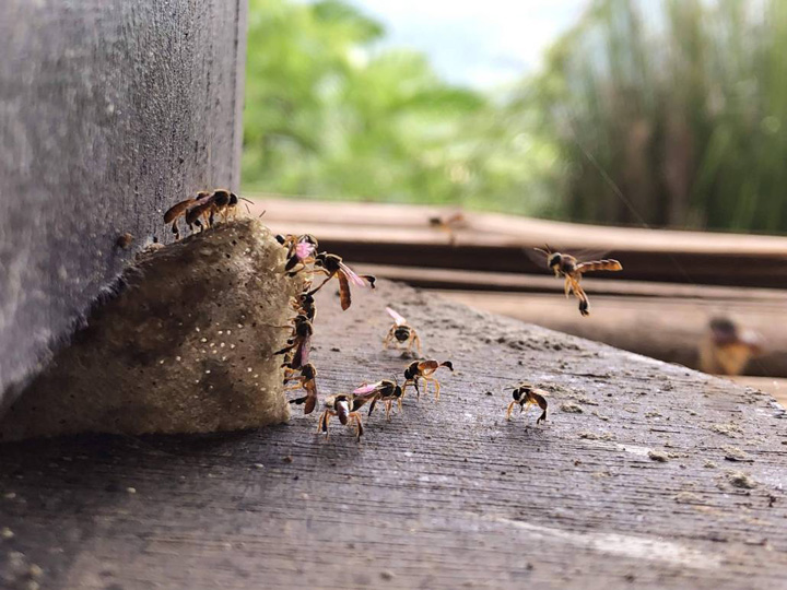 Kelebihan Madu Lebah Kelulut 100% Asli Hutan - Dapatkan 