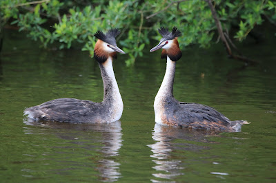 Hjerringslynder - Fuut - Podiceps cristatus