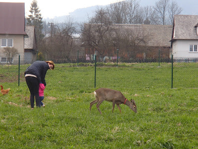 Lipnica Wielka, lokalna atrakcja, oswojona sarenka