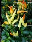 Pimenta Galega