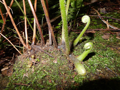 熱帶鱗蓋蕨的根莖及葉柄