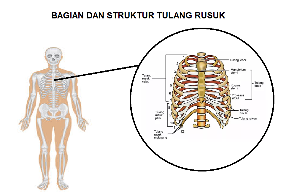 Melihat Lebih Dekat Tulang Rusuk Kita