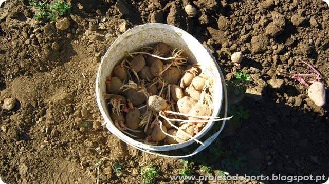 semear batatas semear batatas