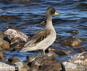 Pato barcino Anas flavirostris