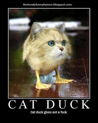 Cat Duck gives not a fuck