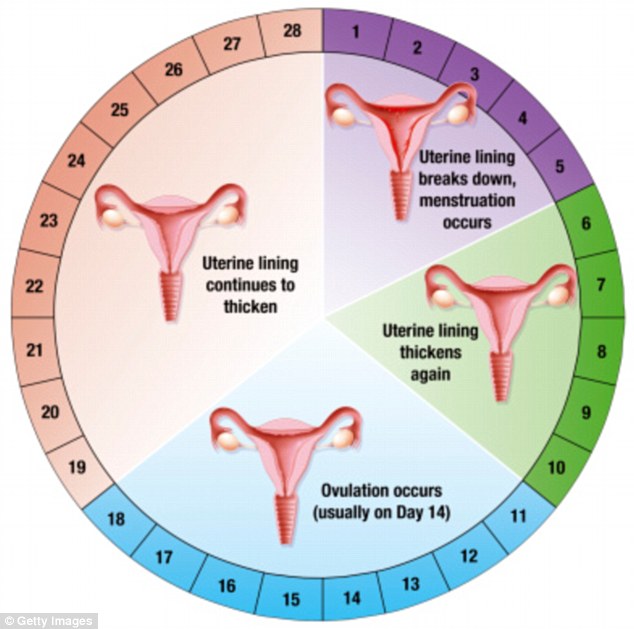 To Dewale's Blog.... MENSTRUAL CYCLE AND