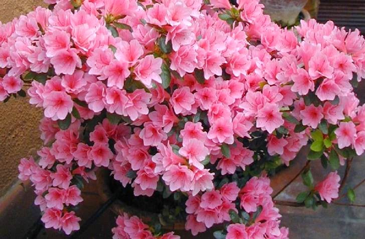 Azalea : Nama Tanaman