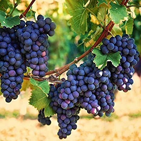 grapes for wine making in Australia