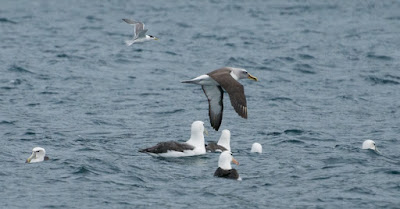 Black-browed Albatross, Buller's Albatross, White-fronted Tern