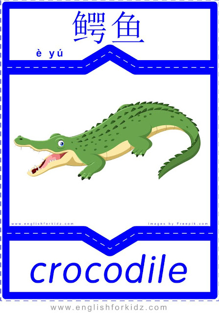 Crocodile - English-Chinese flashcards for wild animals topic