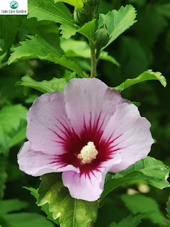 Rosa-de-sarom Hibiscus syriacus: uma bela e resistente planta de jardim