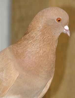 Syrian Coop Tumbler Pigeon