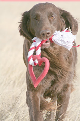 valentines valentine's day greeting cards