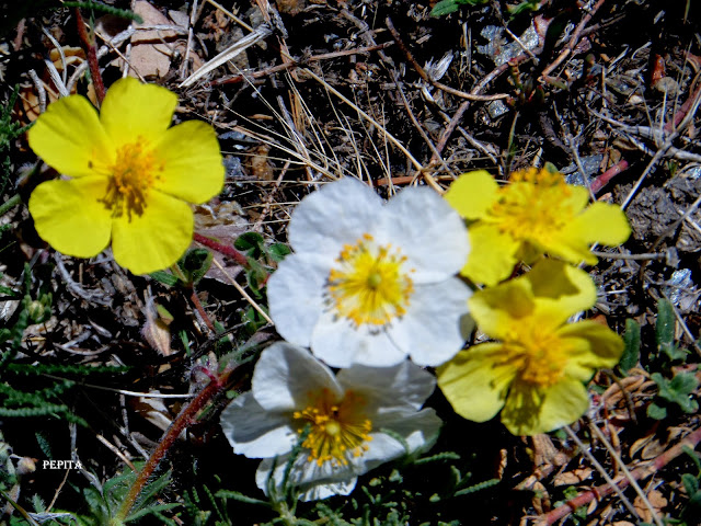 Foto flores Potentilla de la Sierra.Sierra Nevada