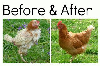 Hens and Hooves: Rescue Ex-Battery Hens!