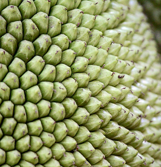closeup of a jackfruit