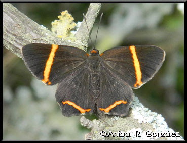 Mariposa danzarina Riodina lysippoides