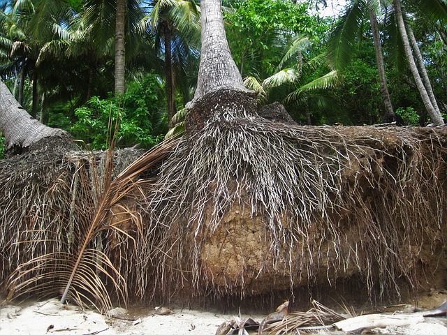  Pohon kelapa yakni pohon yang umumnya banyak kita temui di tepi tepi pantai Berbagai Manfaat Akar Kelapa Sebagai Obat Penyembuhan