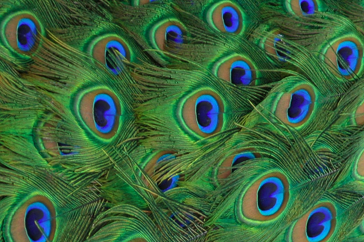 peacock feathers beautiful