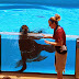 Clyde and Seamore's Sea Lion High