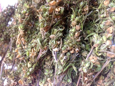 Purple Haze Marijuana found in Kathmandu 2018